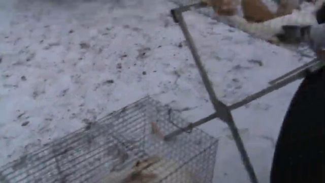 Выставка голубей, город Кореновск, 14.02.2021. Часть 2. смотреть онлайн