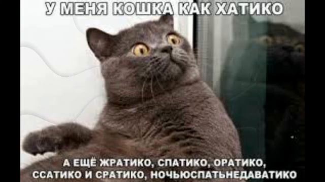 Смешные мемы про кошек 2 смотреть онлайн