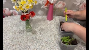 Петуния вегетативная Космик Пинк (Go! Tunia Cosmic Pink) Пикировка. Меристемные саженцы.