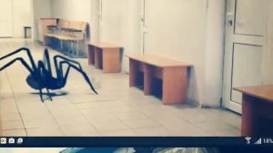 Гигантские пауки существуют!!!
