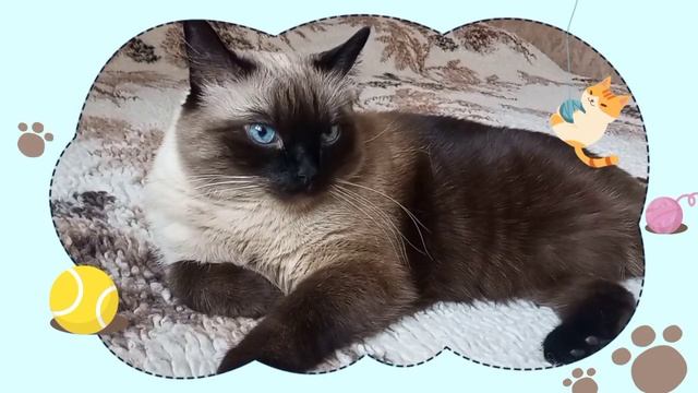 ЦАРЬ ... просто ... ЦАРЬ👑😻тайский котик КРАСАВЧИК ФИЛЯ #смешные коты #кот #cat #funnycat 🐱 #funny смотреть онлайн