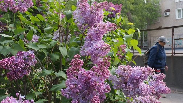 Сирень цветёт смотреть онлайн