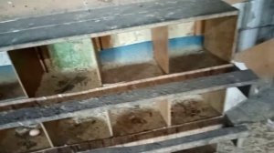 Гнезда для кур своими руками.