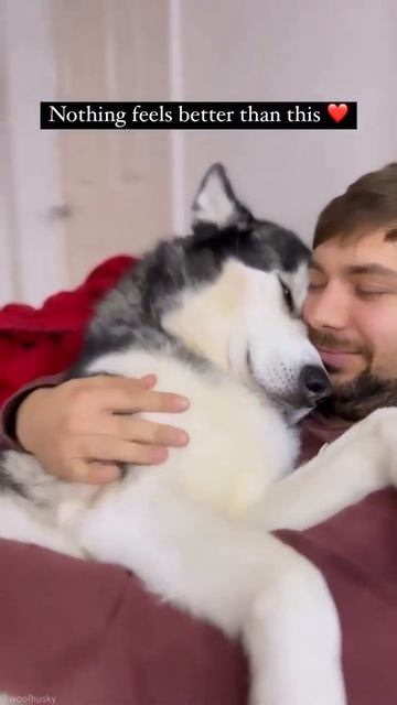Хаски Любит Ласки🤗🤗😉#husky#ТИКТОК#shorts#лайк#Милый хаски#смешные животные смотреть онлайн