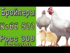 Бройлеры КОББ 500 и РОСС 308.  Характеристика и описание