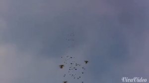 Николаевские голуби в Калмыкии