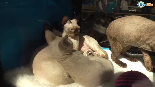 ✔ Выставка Кошечек. Ярослава в гостях у Котят | Kitty and Girl Yaroslava. Exhibition of kitties ✔ смотреть онлайн