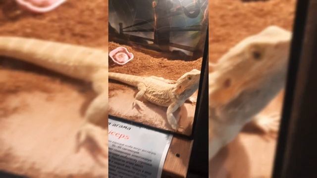 Сходили на выставку пауков 🕷🕸 Остались в восторге! особенно от бананоедов, игуаночек и хамелеонов смотреть онлайн