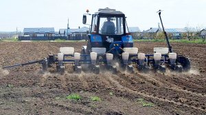 Сеем кукурузу | Подвязали и замульчировали томаты | Новый питомец в доме