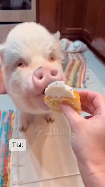 Просто я люблю вкусняшки 🐷#мем#мемы#приколы#вайн смотреть онлайн