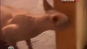 Обиженный кот, породы Сфинкс Смешно,прикольно,ржачно,забавно,весело,до слез
