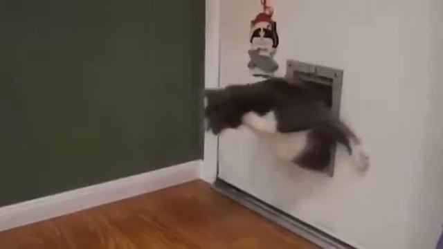 Смешной жирный кот/Funny fat cat смотреть онлайн