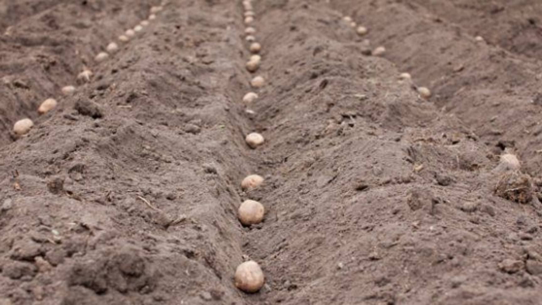 Когда сажать картофель в 2025 году? Оптимальные сроки посадки картофеля смотреть онлайн