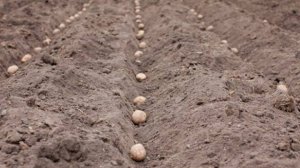 Когда сажать картофель в 2025 году? Оптимальные сроки посадки картофеля