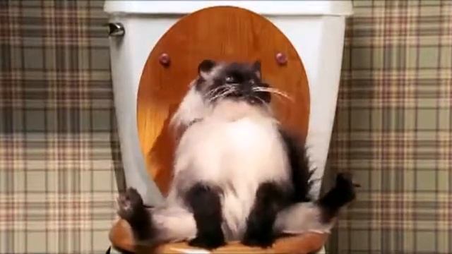 Кот срёт и пердит на унитазе. смотреть онлайн