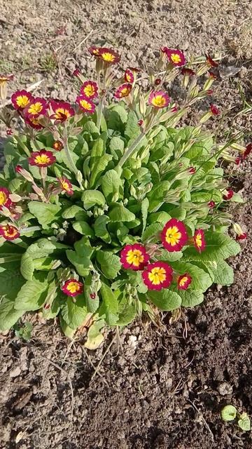 Кустики примулы