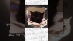 Мемы и мемы #приколы #мемы #мем