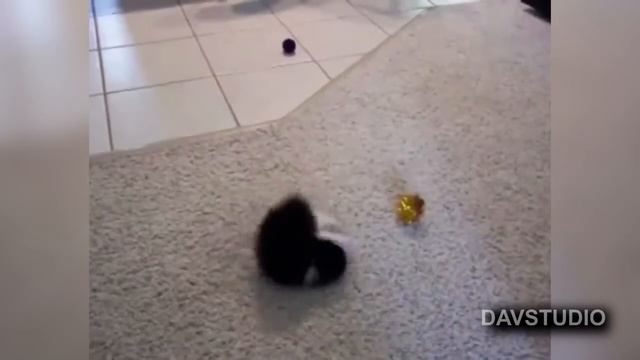 Испуганные коты и кошки. #2 DAV ))) Лучшая подборка 2022. Смотреть до конца. (Frightened cats) смотреть онлайн