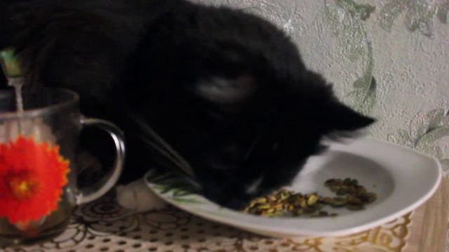 Смешное видео с котом смотреть онлайн