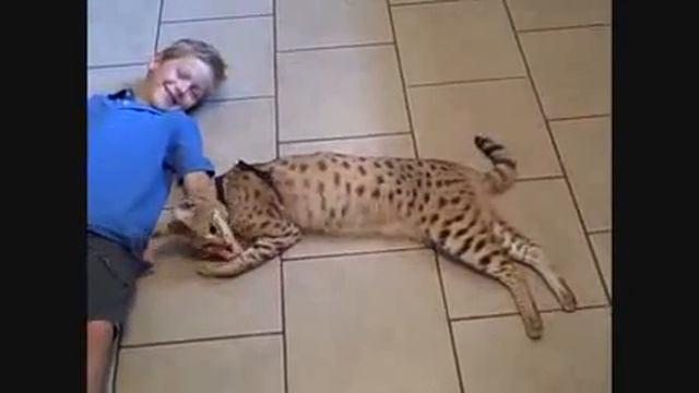 Кошка ашера с ребёнком Ashera cat смотреть онлайн