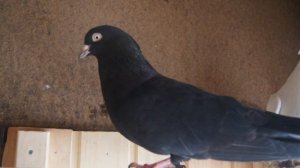 Мордовские рябые высоколётные голуби