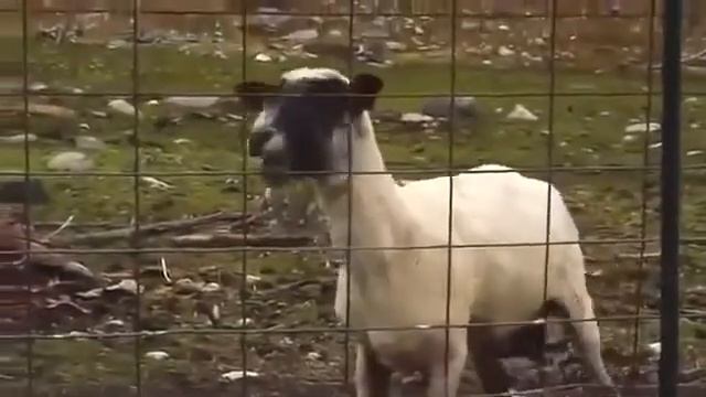 ржачний крик кози смотреть онлайн