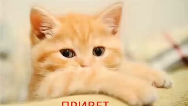 Давно не было видео 9 секунд ну ладно смотреть онлайн