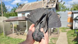 Николаевские голуби молодёжь 25.04.2025