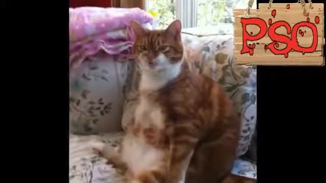 v s mobiПриколы с котами с ОЗВУЧКОЙ – смешные коты и кошки 2018 от PSO смотреть онлайн