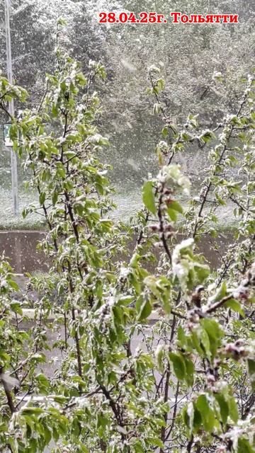 28.04.25г. Тольятти в снегу смотреть онлайн