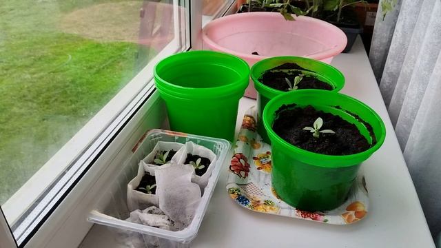 Выращивание эустомы в домашних условиях в горшках. смотреть онлайн