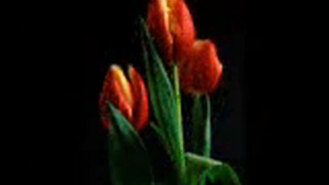 Ennio Morricone Le Vent Le Cri Tulips смотреть онлайн