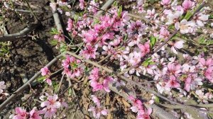 Цветение персика в Сибири 2025