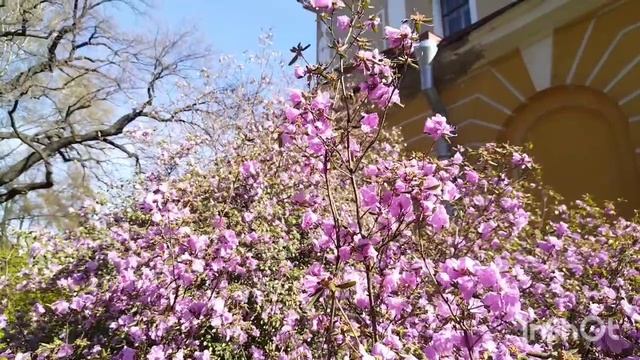 Ботанический сад. Питер. 2025