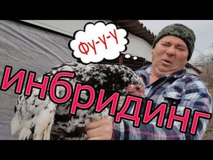 Инбридинг | Что делать?