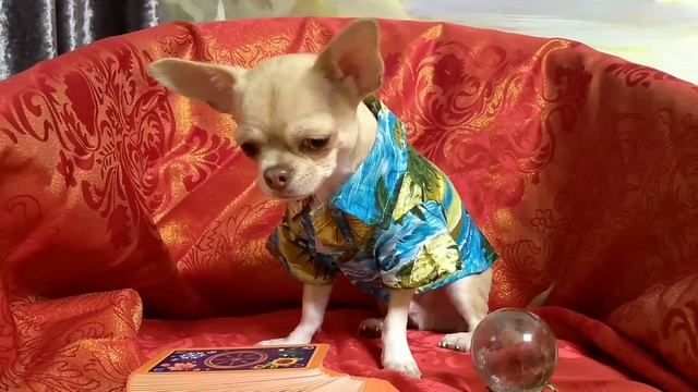 Чихуахуа перед зеркалом. Макар любуется собой! Говорящая собака блогер гадает на таро смотреть онлайн