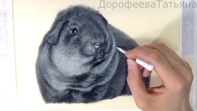 Рисуем морскую свинку 3часть смотреть онлайн
