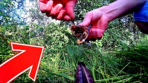 Реакция раков на вяленую рыбу! Подводная съемка