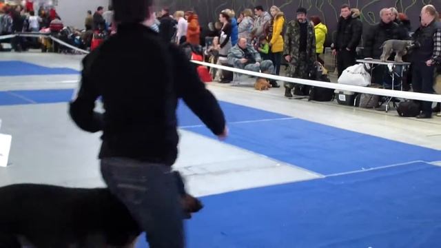 Больше статей и видео на allbestdog.ru смотреть онлайн