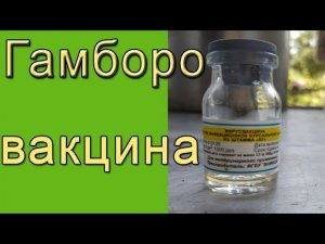 Гамборо вакцина | Как вакцинировать цыплят?