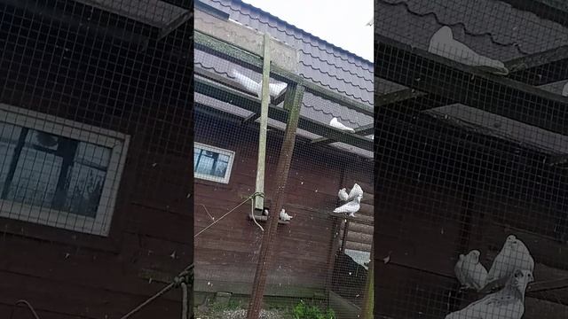 голуби смотреть онлайн