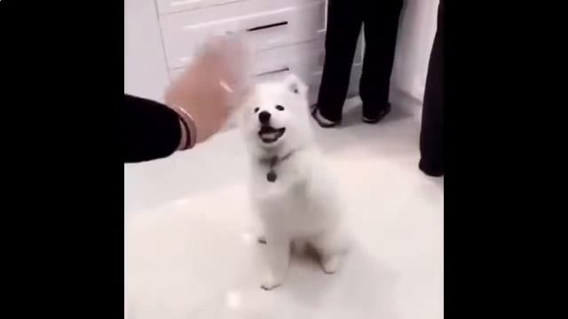 Привет! ~ Эти Забавные Животные!!! смотреть онлайн