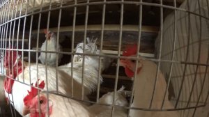 Все о клеточном содержании кур