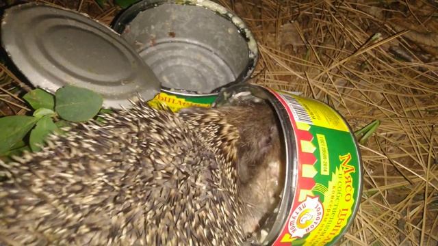 Zero waste. Мукбанг. Ёжик ест тушёнку. смотреть онлайн