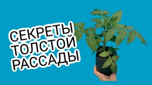 Толстая рассада сразу. Мой главный секрет