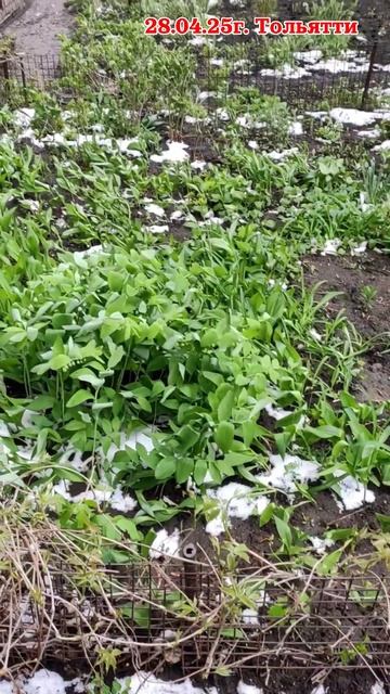 Тольятти 28.04.25. Весенний снег смотреть онлайн