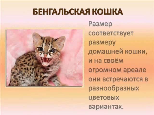 кошки и собаки смотреть онлайн