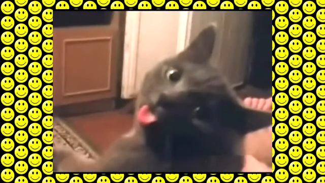 My cat is broken (С моим котом что-то не так...) смотреть онлайн