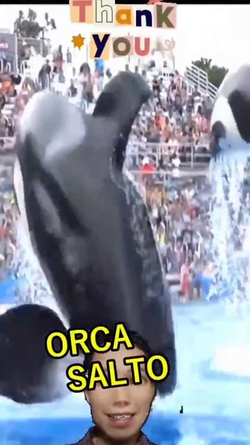 Orca Salto #shorts #viralshorts #shark #whale смотреть онлайн