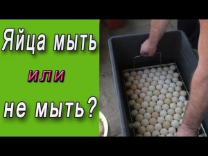 Мыть или не мыть яйца?  Дезинфекция яиц